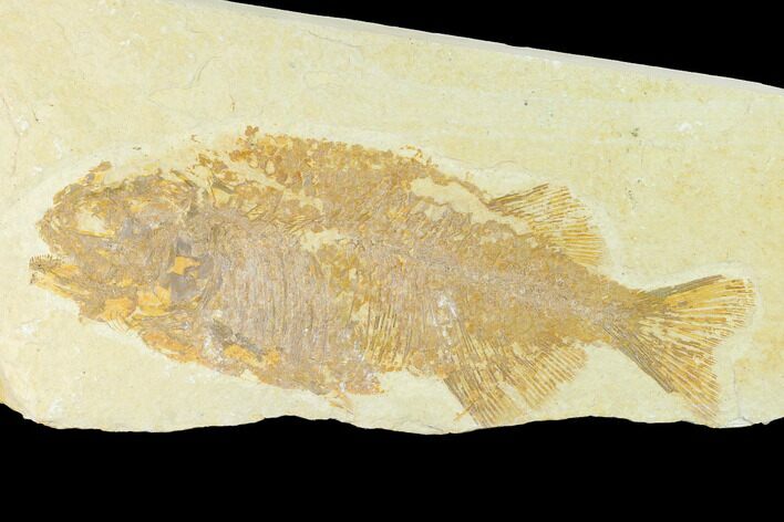 Uncommon Fish Fossil (Phareodus) - Wyoming #144192